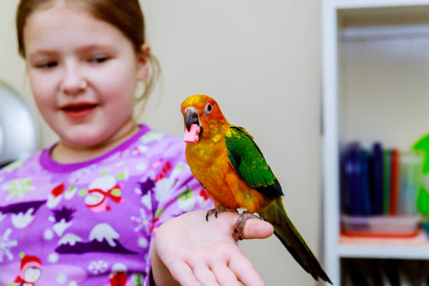 istock little girl holds parrot hands 905799126