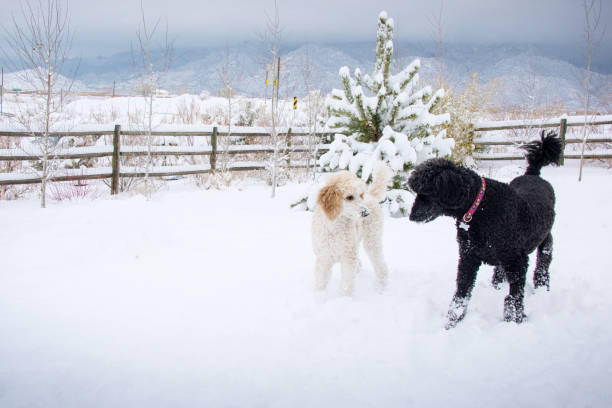 deux caniche jouant dans la neige - standard poodle photos et images de collection