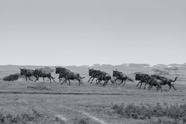 istock Great Migration of Serengeti in P&B 905799600