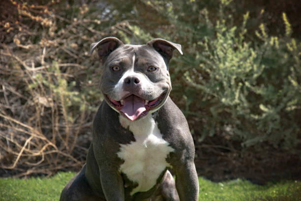 Pit Bull Waiting for a Command Pit Bull in a state of alertness pit bull power stock pictures, royalty-free photos & images