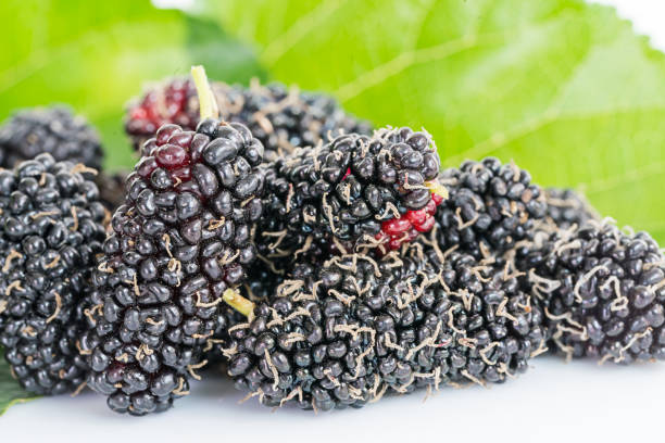 istock Close up mulberry fruit with green leaf 905803734