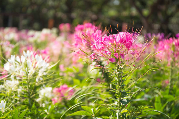istock Pink and white spider flower in the garden 905803788
