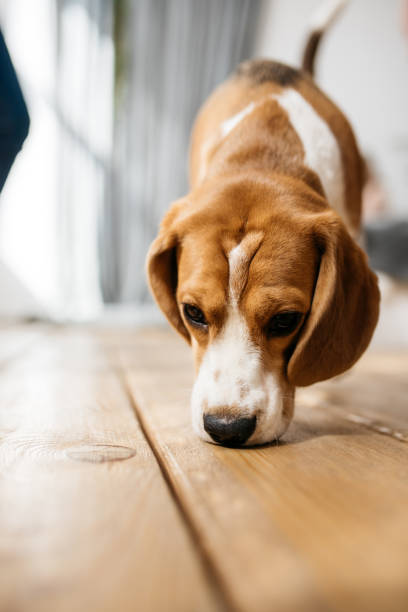 un retrato de un perro beagle - oliendo fotografías e imágenes de stock