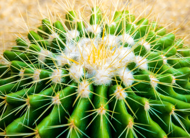 istock Cactus species Echinocactus grusonii, golden barrel cactus 905812138