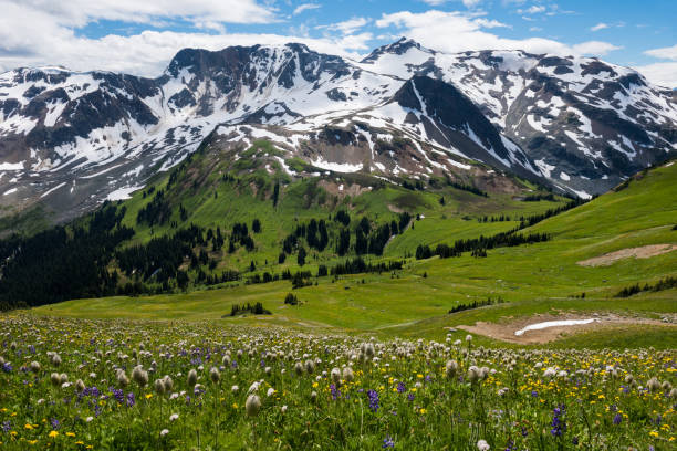 istock Mountain wildflowers in bloom 905816586