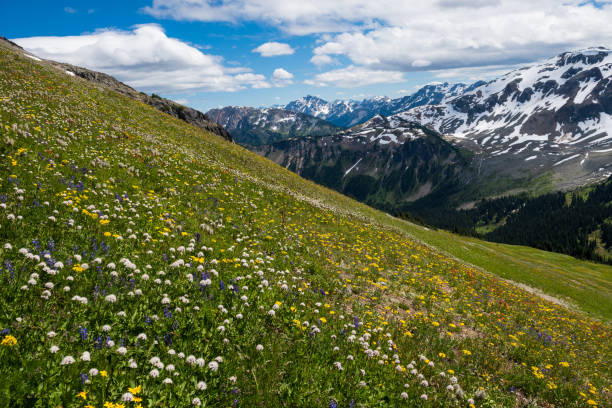 istock Mountain wildflowers in bloom 905817226