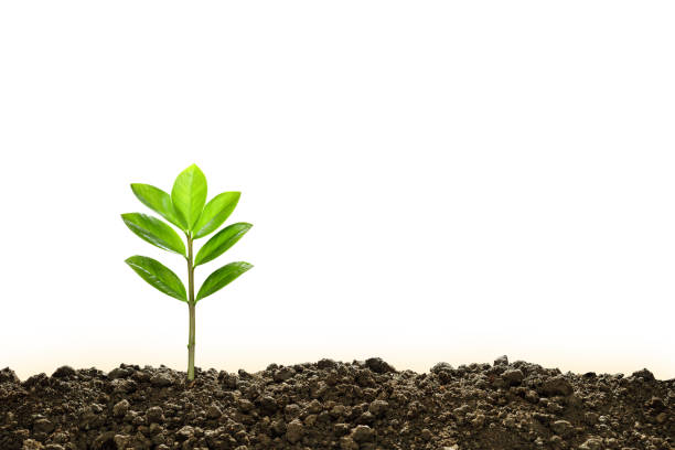 istock Green sprout growing out from soil isolated on white background 905822314