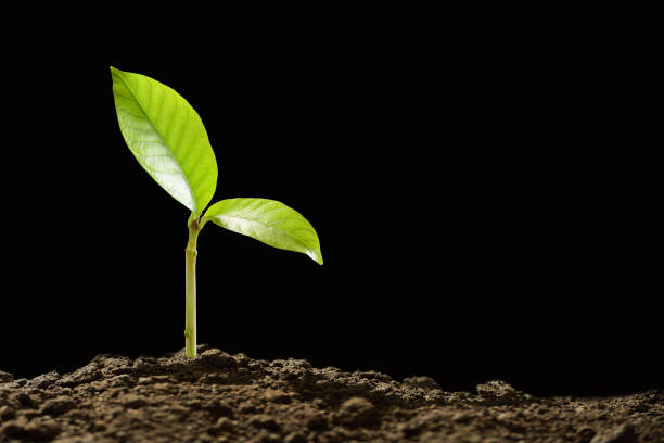 istock Green sprouts growing out from soil in the morning light on black background 905822406