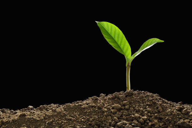 istock Green sprouts growing out from soil in the morning light on black background 905822456