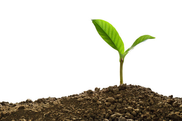 Green sprout growing out from soil isolated on white background