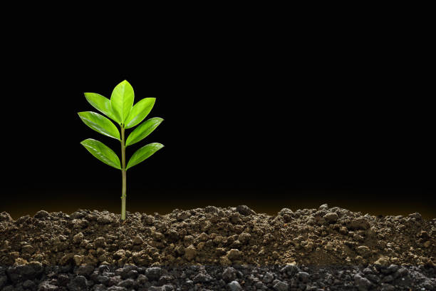 istock Green sprouts growing out from soil in the morning light on black background 905822478