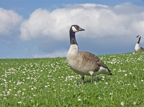 Canada goose enjoy the spring sunshine in a meadow with daisies