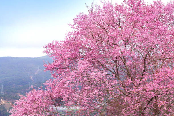 istock Blooming Prunus cerasoides tree in spring season 905822826