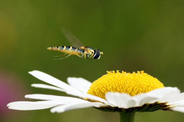 hoverfly su un fiore di leucanthemum vulgare (margherita di oxeye) - hoverfly nature white yellow foto e immagini stock