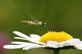 Hoverfly on a flower of Leucanthemum vulgare  (oxeye daisy)