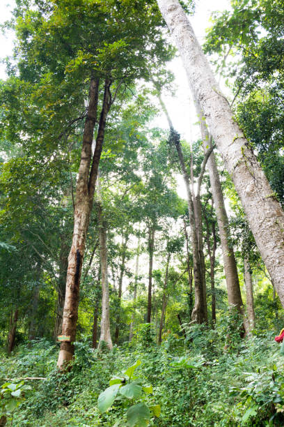 istock Ivy and tree in the forest background 905827048