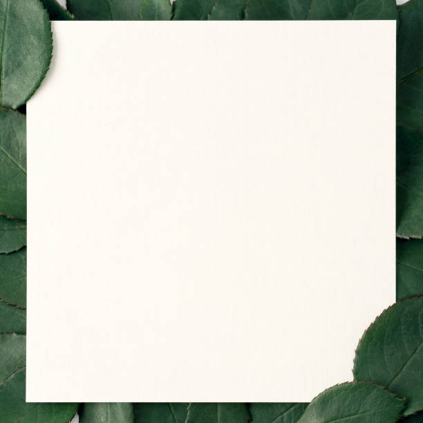 istock Leaves with paper card note.Flat lay.Nature concept 905827752