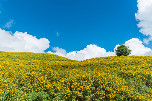 Field of Mexican sunflowers at Doi Mae U Kor of Mae Hong Son, Thailand, the famous travel destination in winter