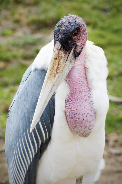 istock marabou stork, Leptoptilos crumenifer 905828550