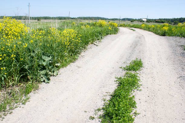 Dirt road in green grass