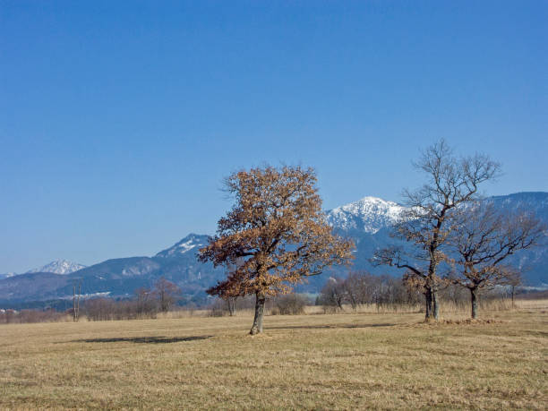 istock Impressions from the Murnau Moor 905831300