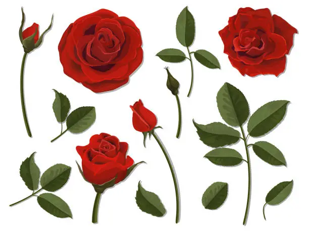 Vector illustration of Set of scarlet rose flower parts