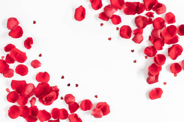 Valentines day background. Flat lay, top view, copy space Flowers composition. Frame made of rose flowers, confetti on white background. Valentines day background. Flat lay, top view, copy space estonia photos stock pictures, royalty-free photos & images