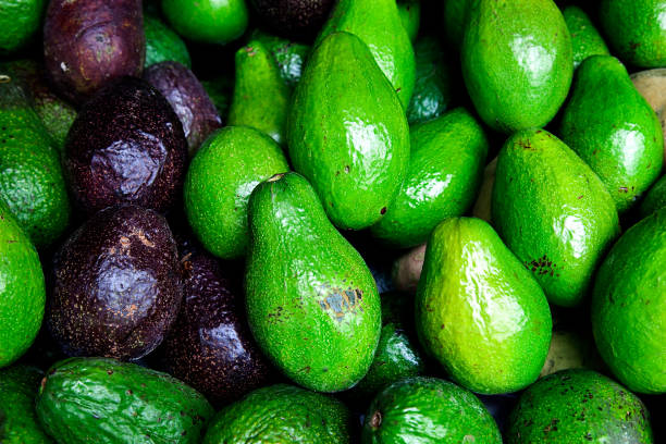 istock Avocado also refers to the Avocado tree's fruit, which is botanically a large berry containing a single seed. Raw fruits background. 905834982