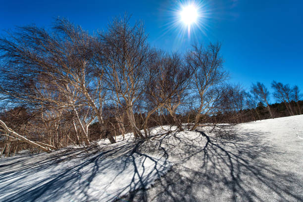 betula aetnensis nel parco del vulcano etna in sicilia - snow melting birch tree italy foto e immagini stock