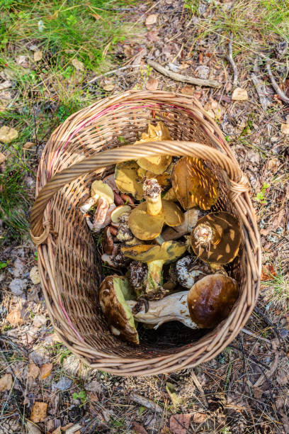 istock edible mushrooms in a basket 905835546