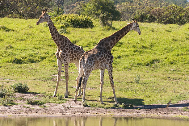 Two young giraffe stock photo
