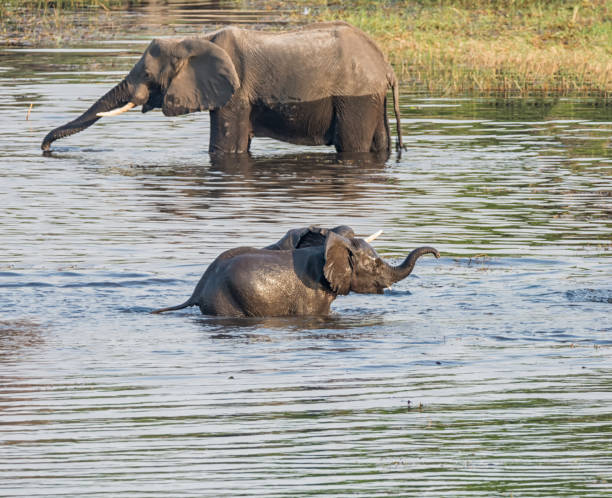 istock Baby Elephants In A River 905840178