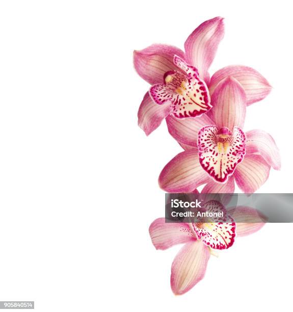 Pink Orchids Isolated On White Stock Photo - Download Image Now - Orchid, Flower, Tropical Flower