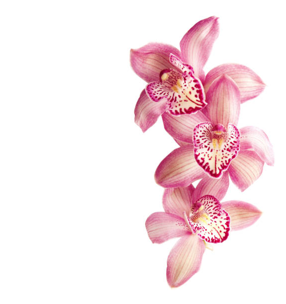 розовые орхидеи изолированы на белом - orchid стоковые фото и изображения