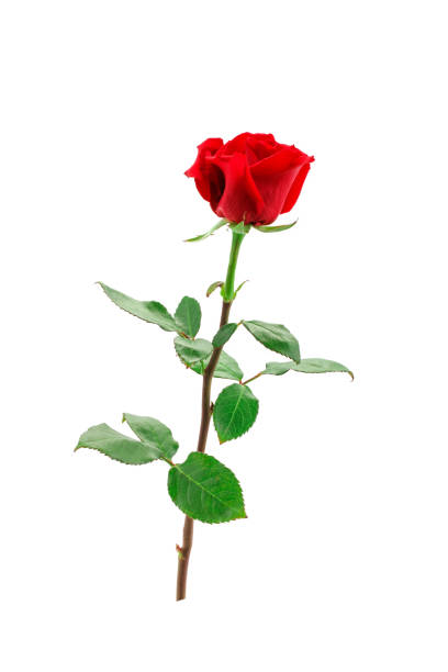 istock Red rose on a white background. The isolated object 905840590