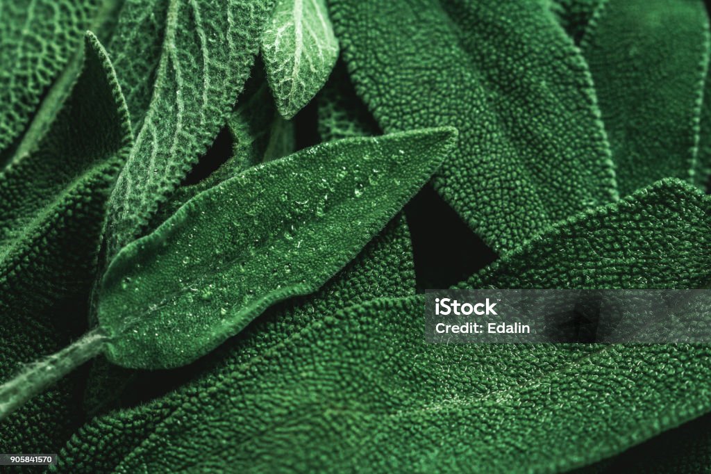 Fotografía macro de Salvia fresca. Concepto de alimentos orgánicos. - Foto de stock de Salvia libre de derechos