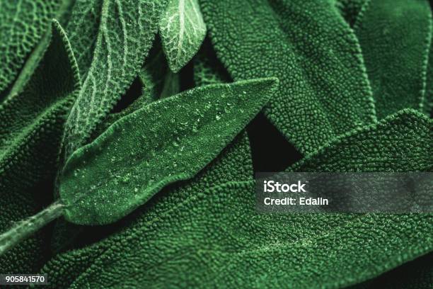 Macro Photography Of Fresh Sage Concept Of Organic Food Stock Photo - Download Image Now