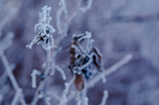 istock Frozen leaf on the branch under the frost. Landscape with copy space 905844276