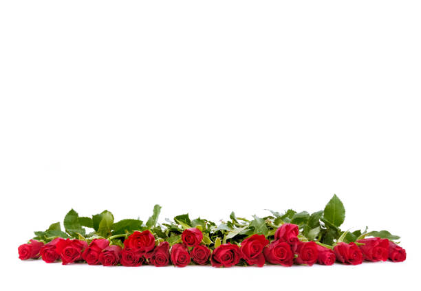 istock red roses aligned and  isolated 905848682