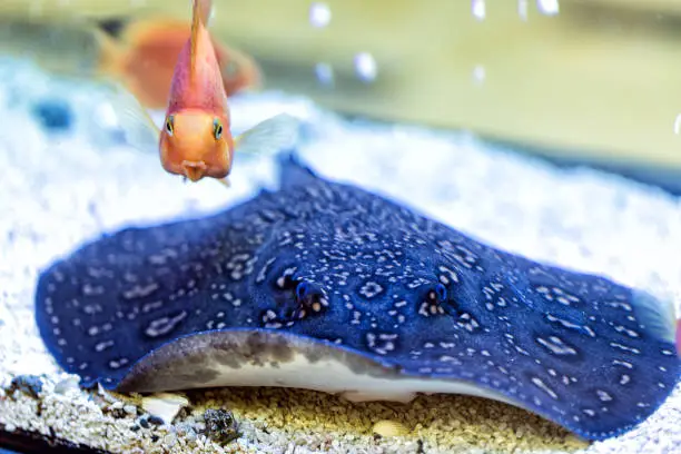 Blue spotted Stingray. Taeniura lymma