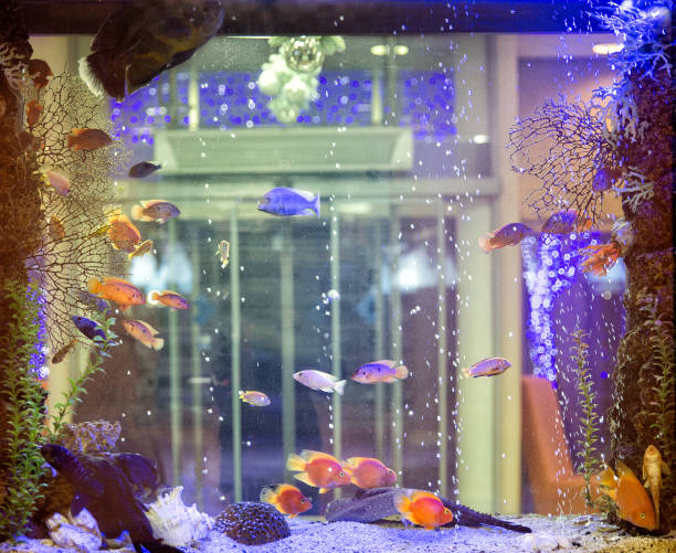 istock Beautiful aquarium with tropical fish on a white background 905849724