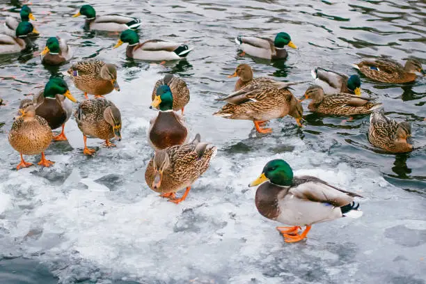 Photo of the flock of large ducks on the river in winter