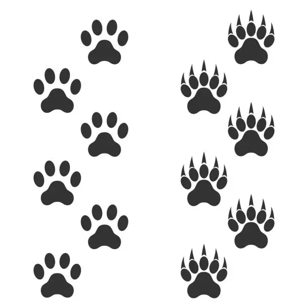 Vector illustration of Dog paw and tiger paw with claws. Trace animal. Black footprints isolated on white background