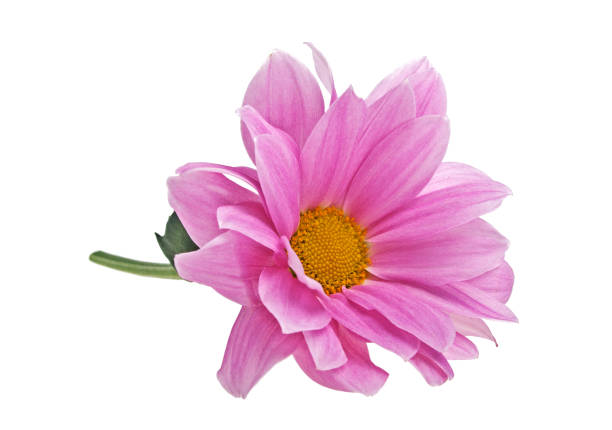 istock Pink chrysanthemum flower isolated on white background 905854148