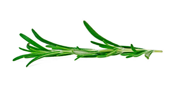 istock Rosemary isolated on white background 905854178
