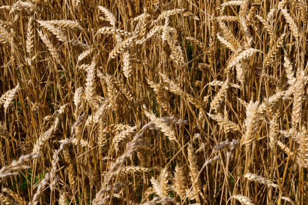 istock wheat field, agricultural land, field crops 905857136