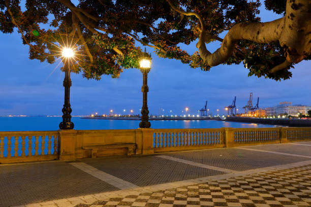 Promenade Alameda Marqués de Comillas with branch of old rubber tree. Cádiz, Andalusia, Spain