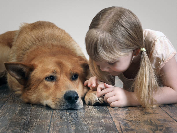 istock child sees paw big red dog 905857550