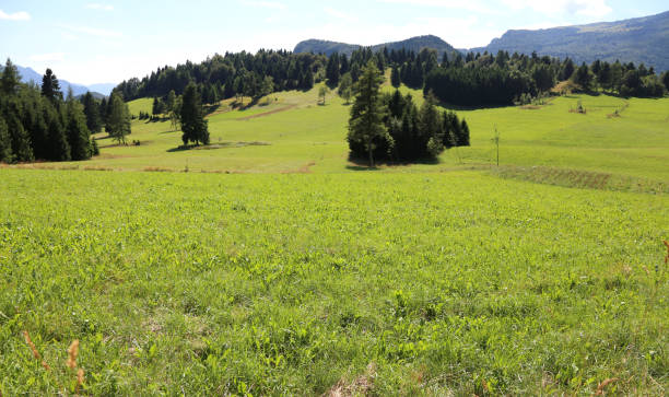istock mountain landscape with green meadow and mountains in spring 905857754