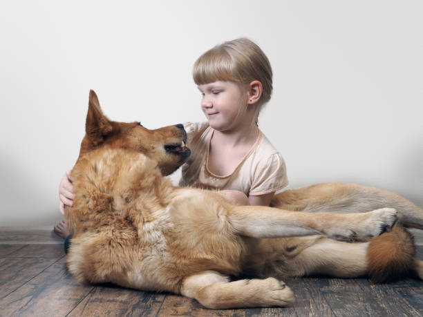 istock A small child deals with a huge dog 905857796